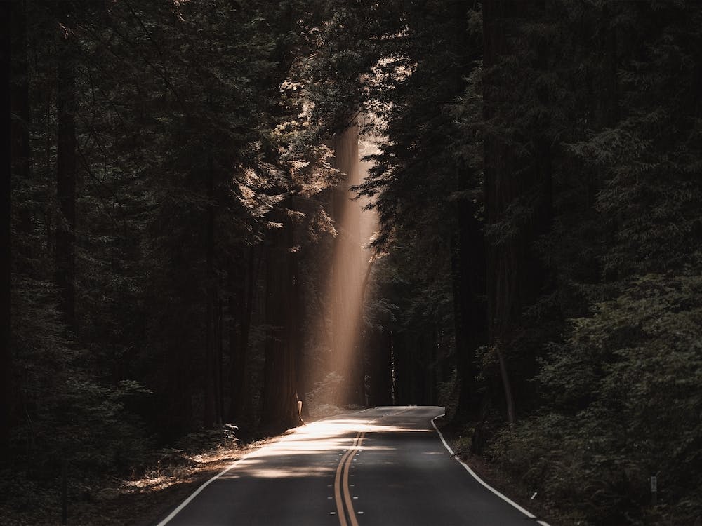 Light Peeking Through Forest