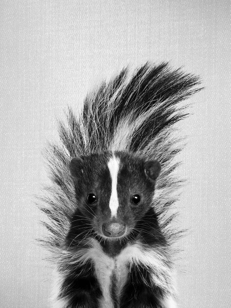 Skunk - Black & White