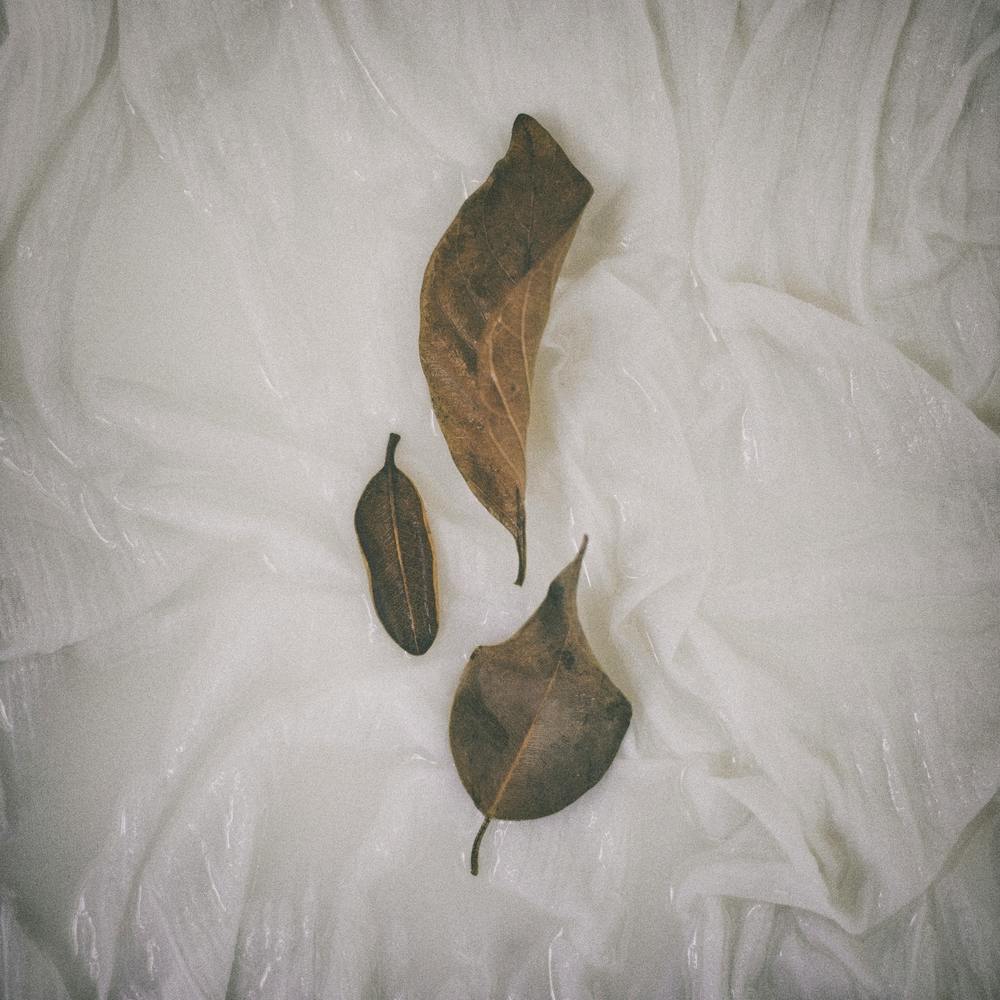 Simple Leaves Square