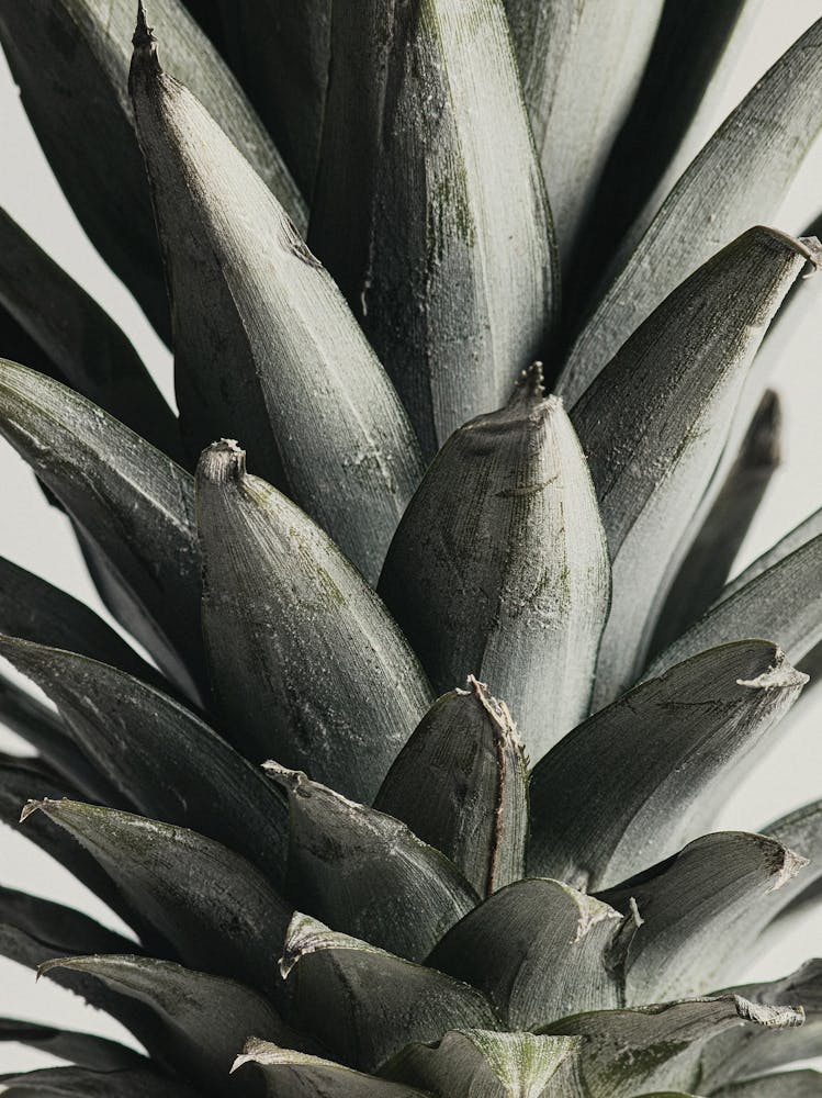 Green Piceapple_2156978