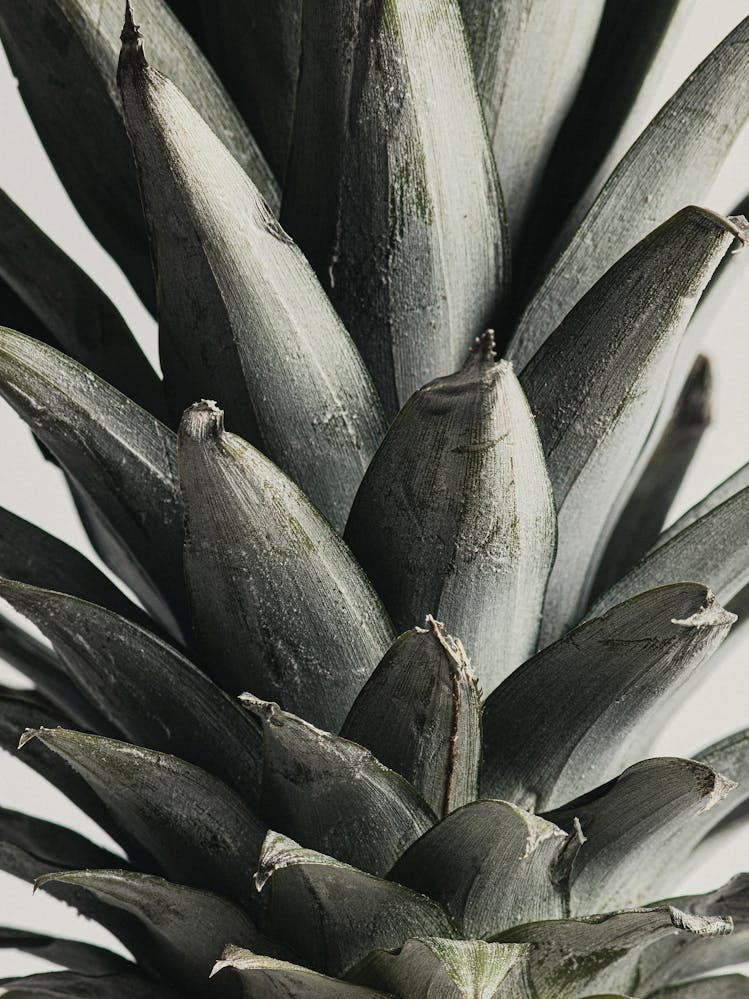 Green Piceapple_2156978