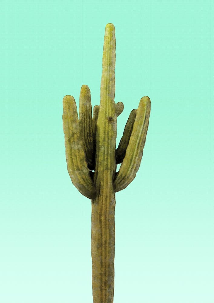 Cactus on Cyan Wall