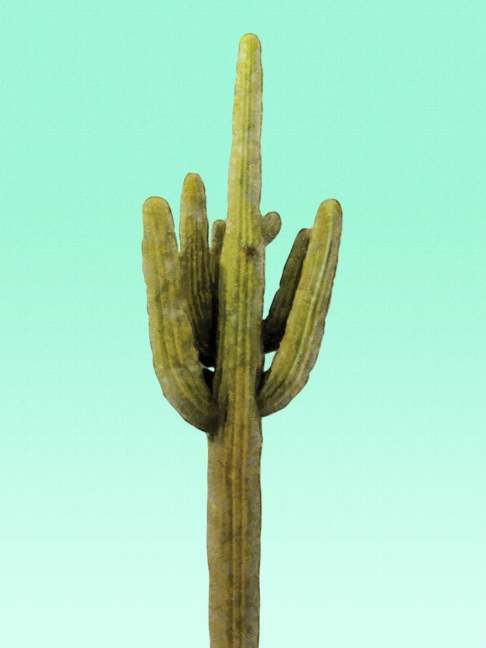 Cactus on Cyan Wall