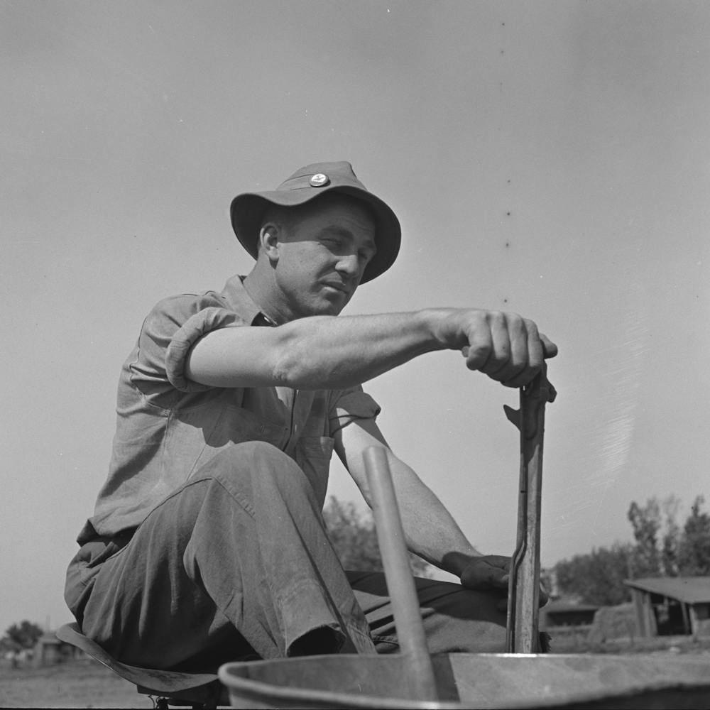 Untitled Photo, Possibly Related To Merced County, California, Planting Peanuts, These Are The First Peanuts To