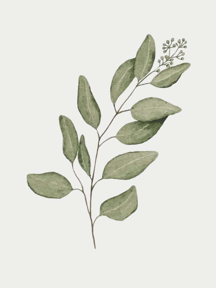 Eucalyptus 1