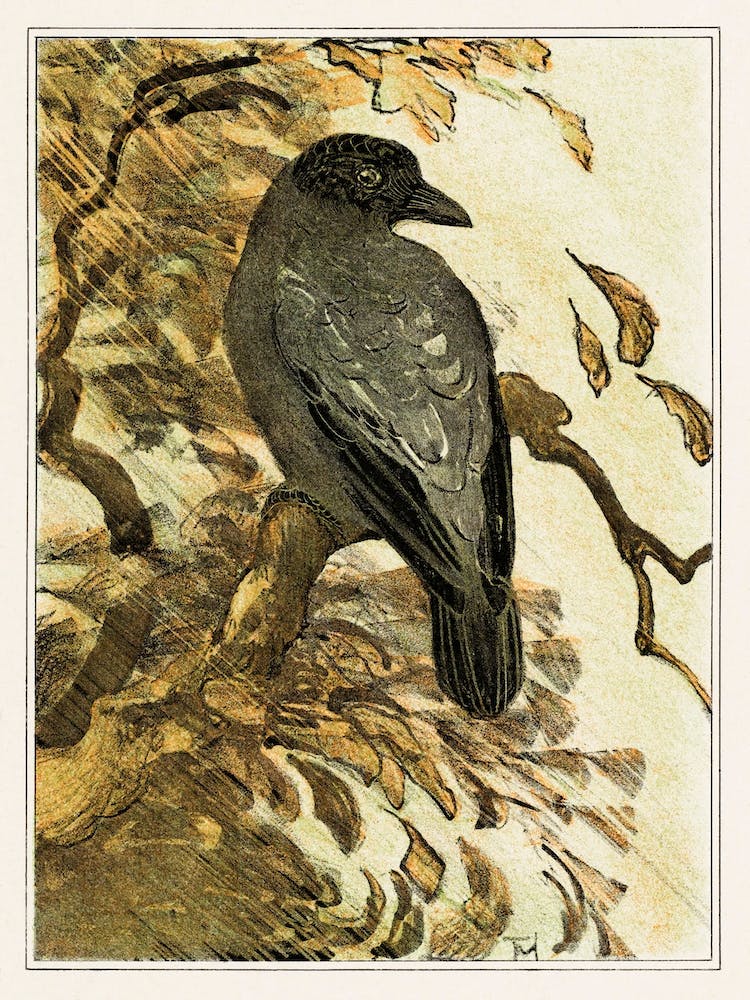 Pied Crow On A Branch (1878–1910), Theo Van Hoytema