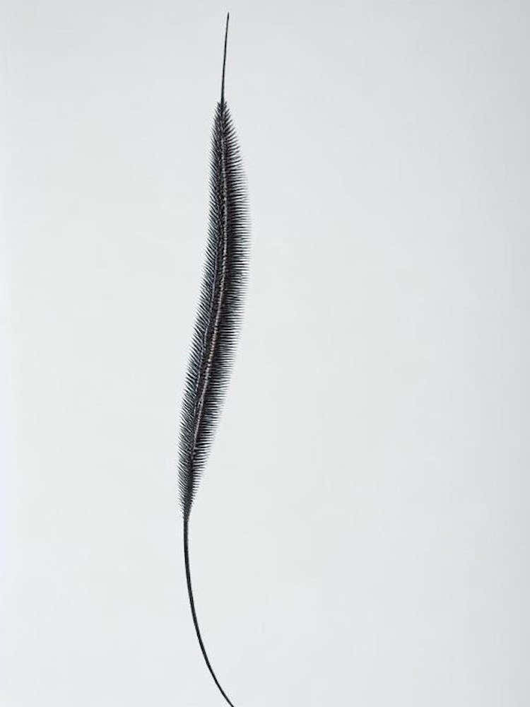 Antarctic Krill Black & White Drawing