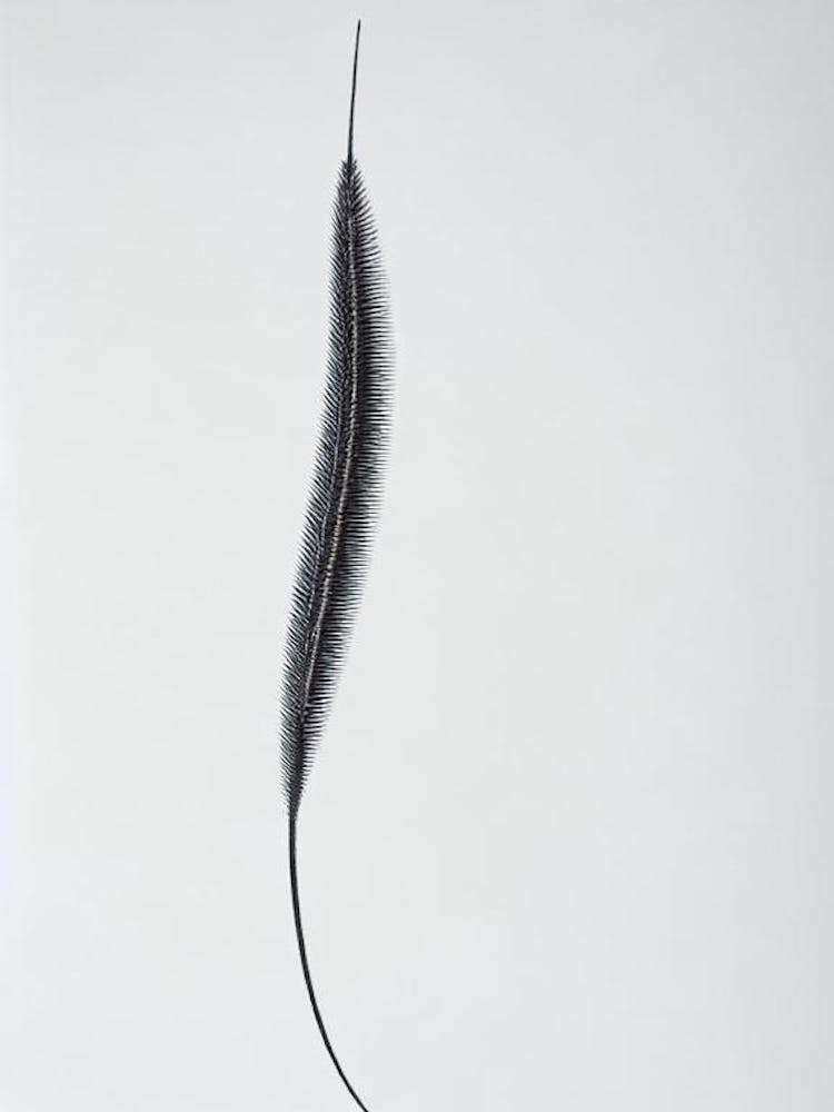 Antarctic Krill Black & White Drawing