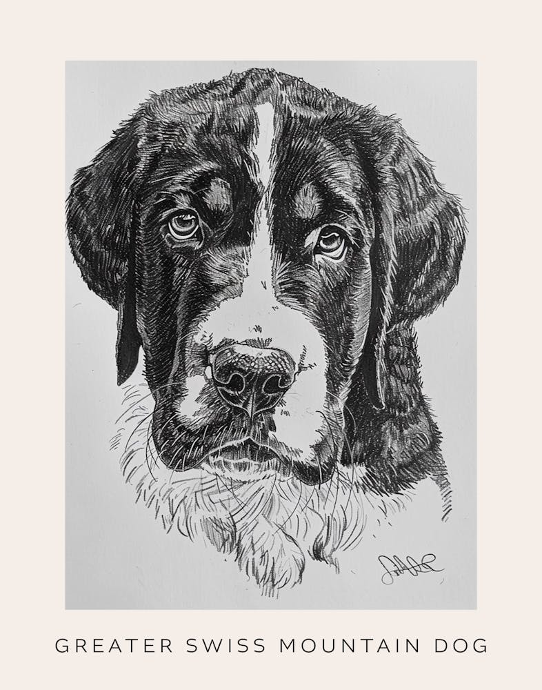 Greater Swiss Mountain Dog Line Sketch 2 Poster