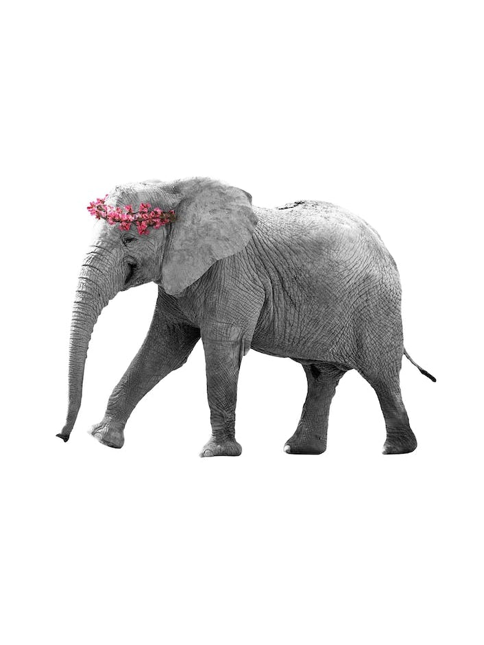 Dressy Elephant