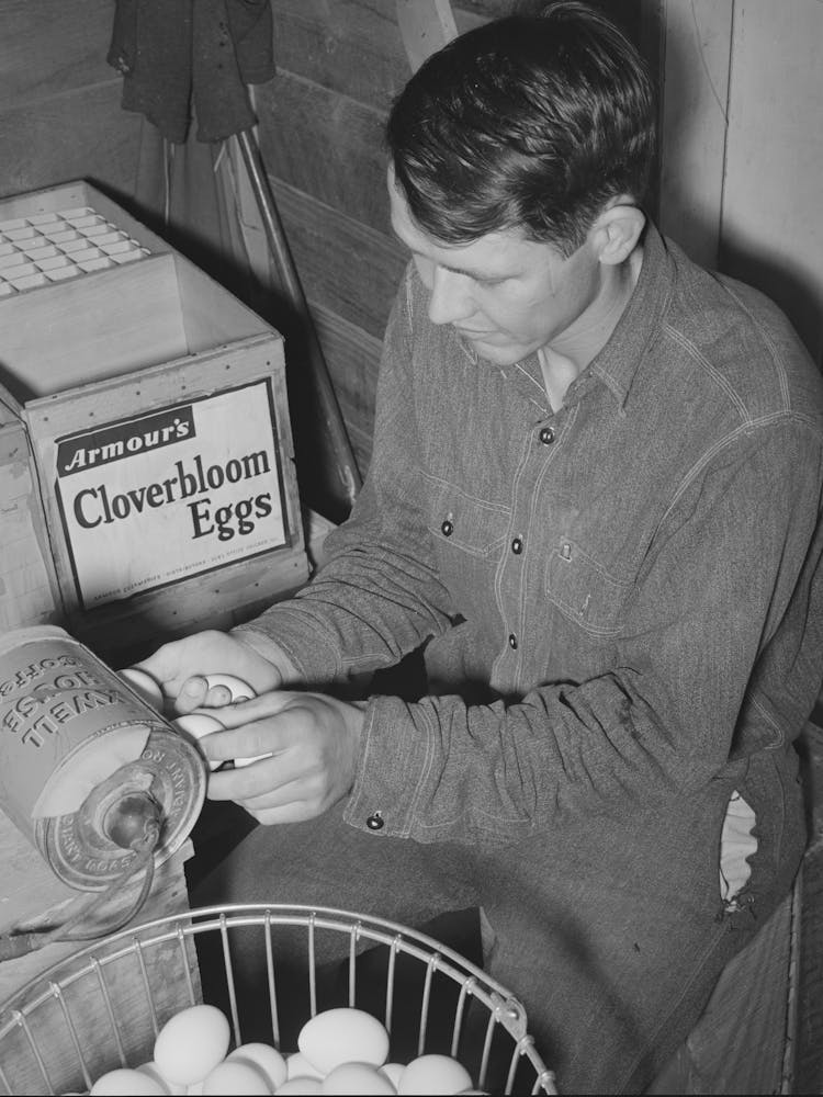Member Of The Arizona Part Time Farms (Chandler Unit, Maricopa County, Arizona) Candling Eggs By Russell Lee