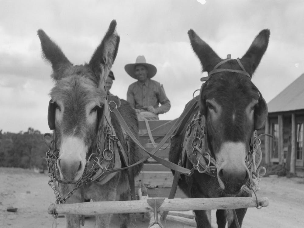 Burros Pulling Cart Which Mr, Leatherman, Homesteader, Is Driving, Pie Town, New Mexico By Russell Lee