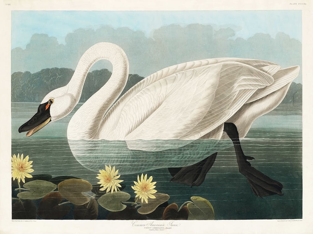 Common American Swan