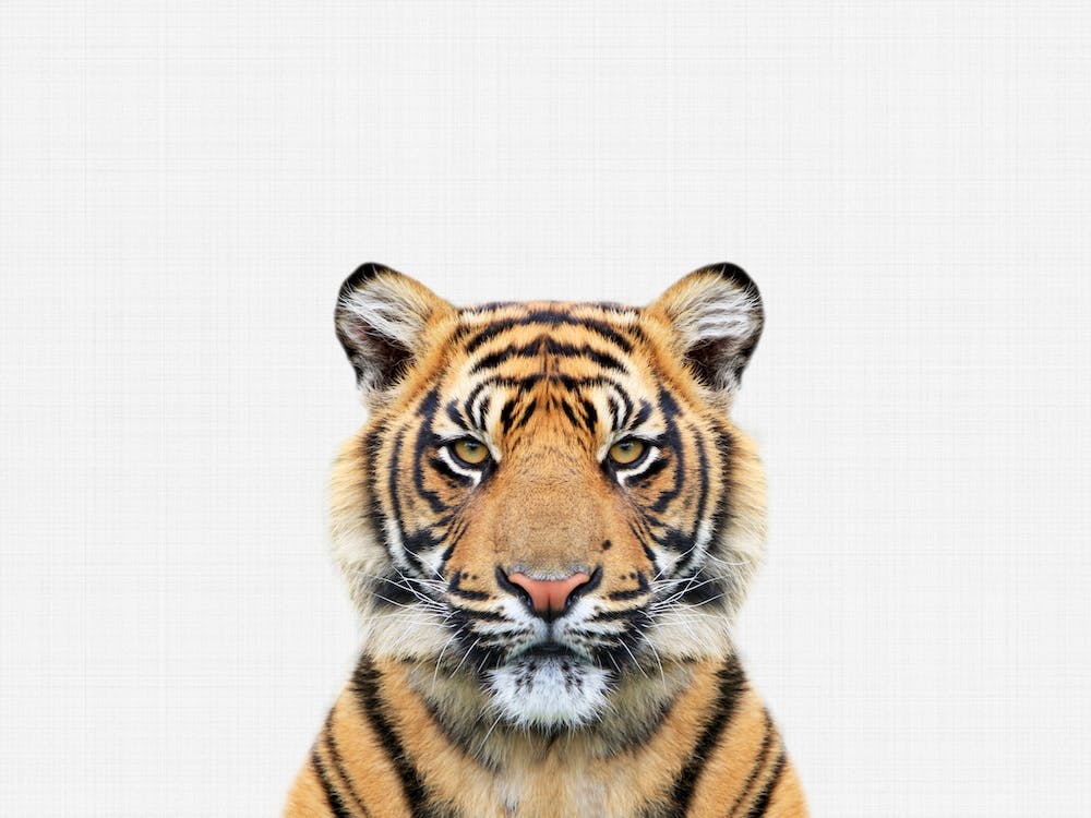 Tiger I