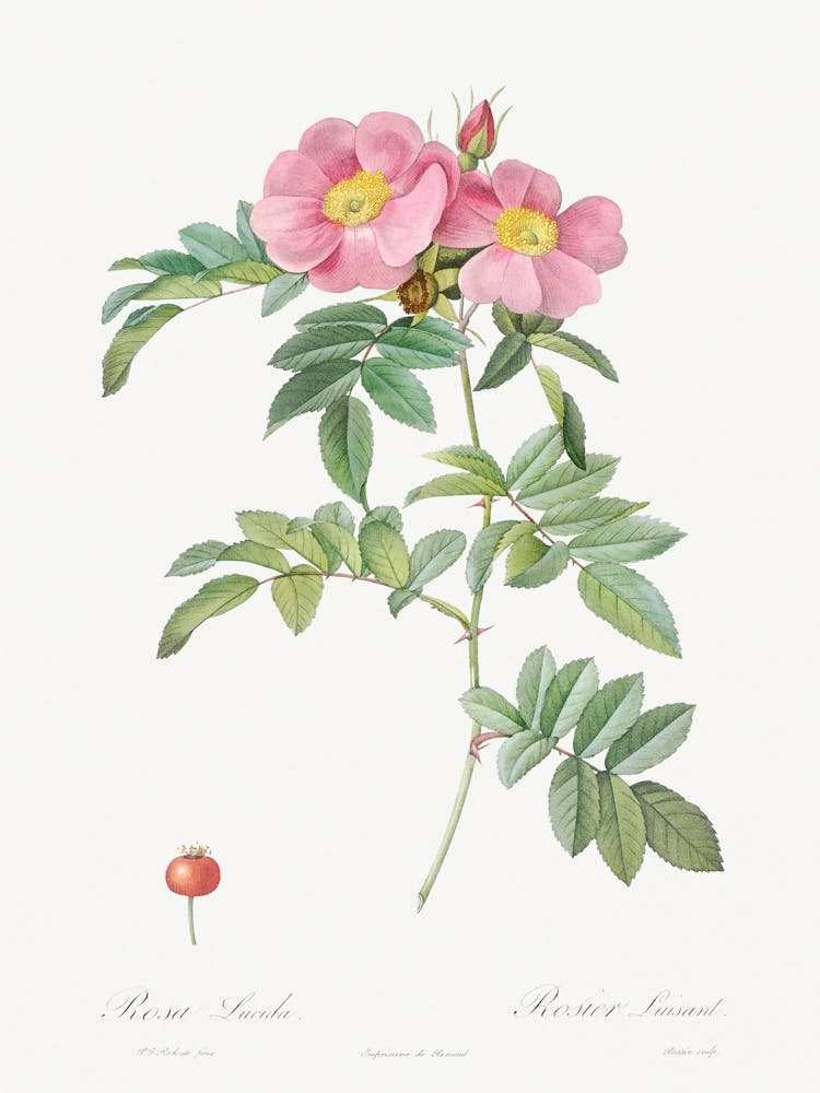Rosa Lucida, Also Known As Shining Rose, Pierre Joseph Redoute