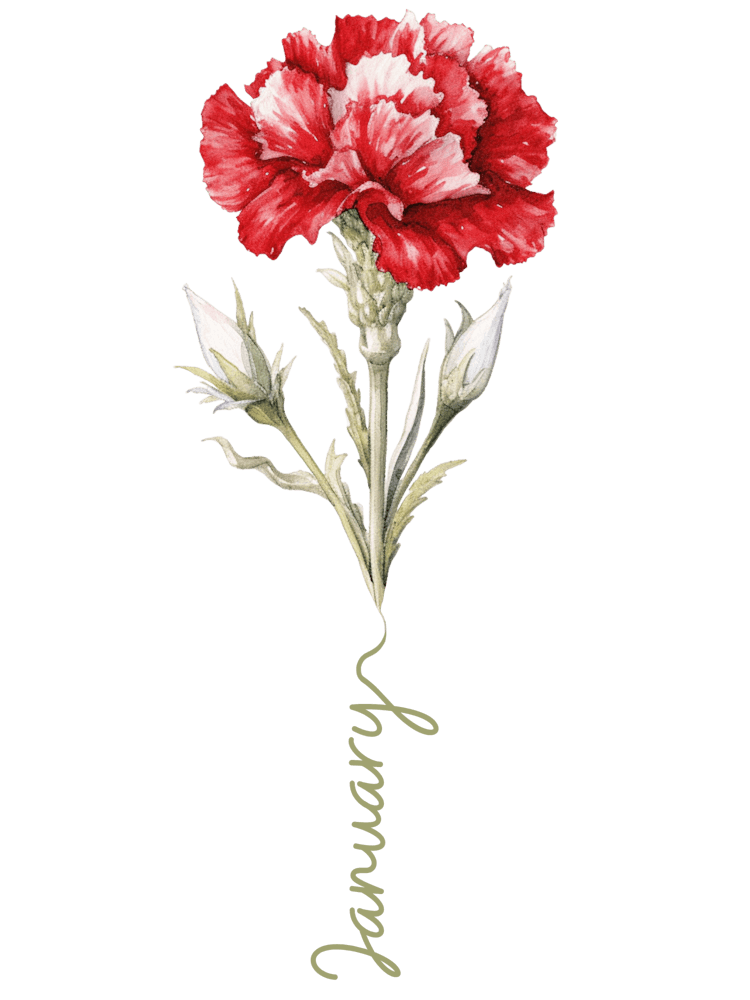 January Birth Flower Birth Month Botanical 1