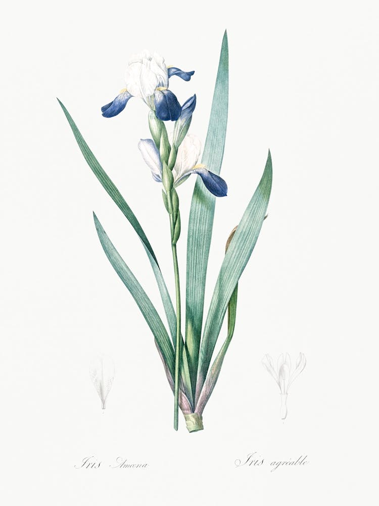 Tall Bearded Iris Illustration From Les Liliacées (1805), Pierre Joseph Redoute