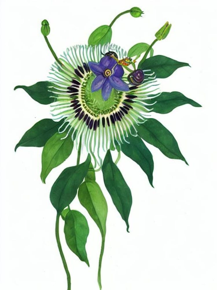 Passion Flower (Passiflora Caerulea) Watercolor