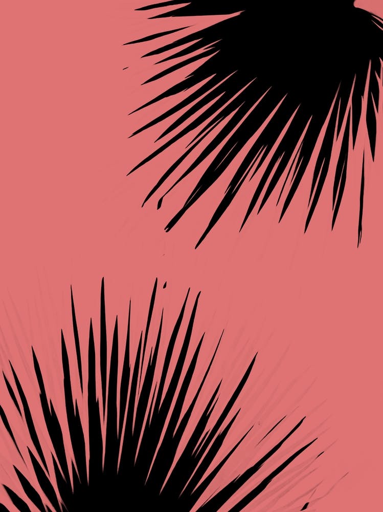 Coral black palm leaves 1