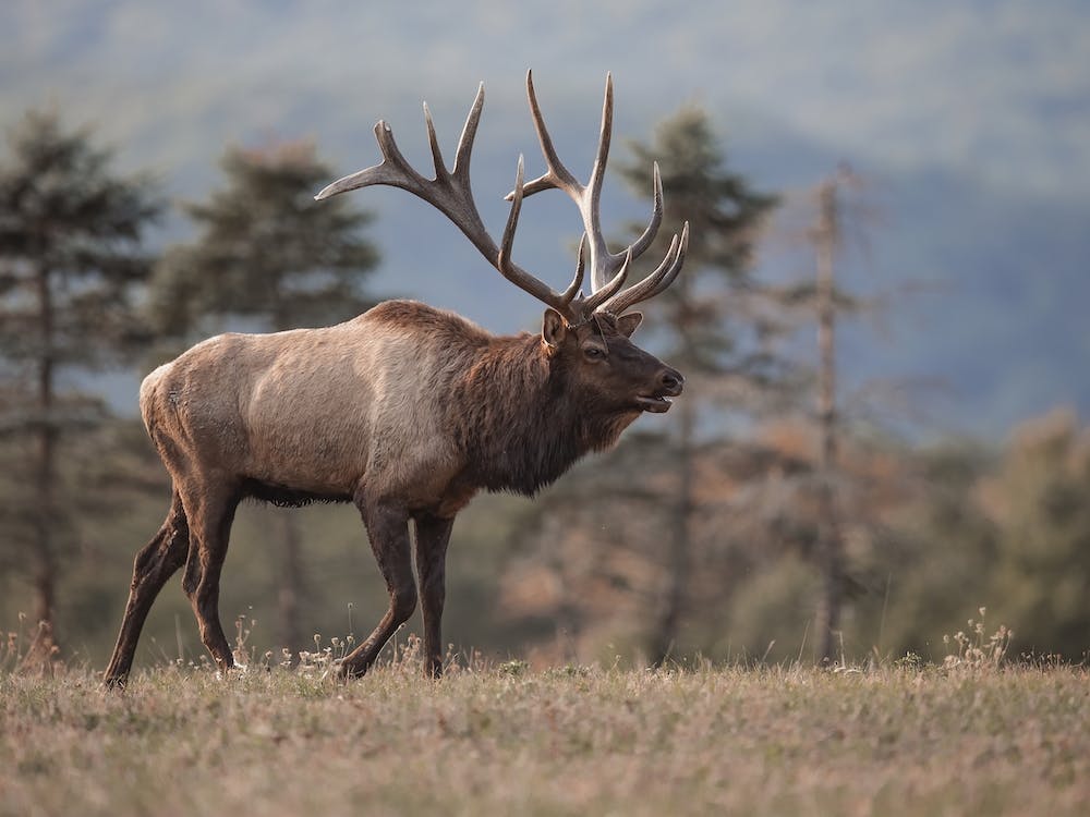 Elk On The Move