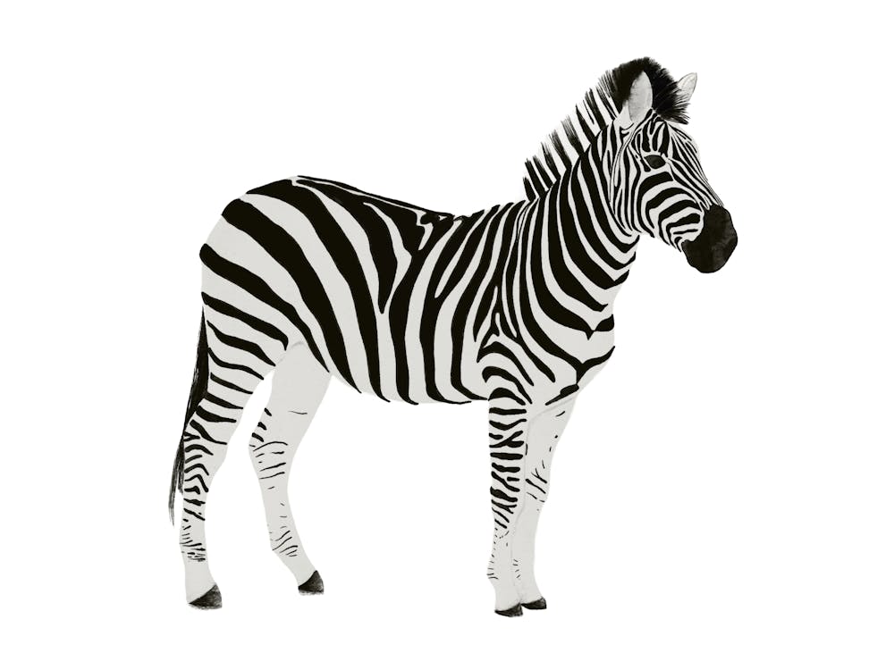 Zebra illustration