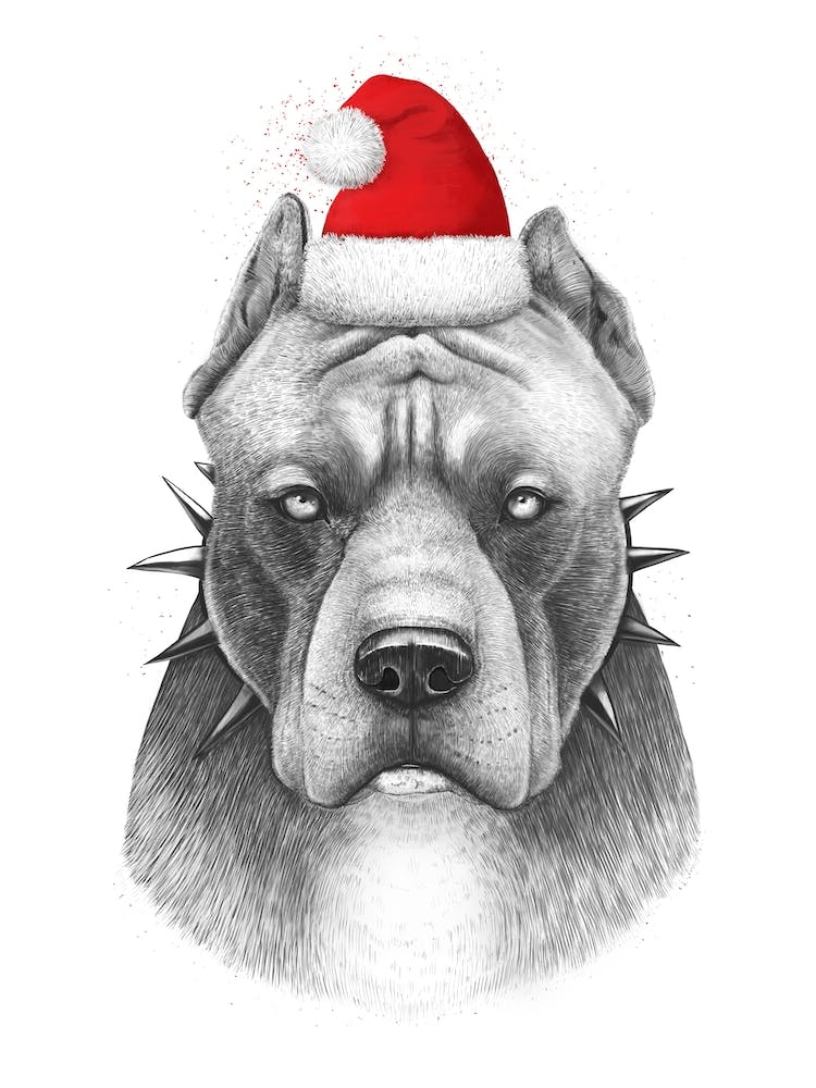 Christmas Pitbull
