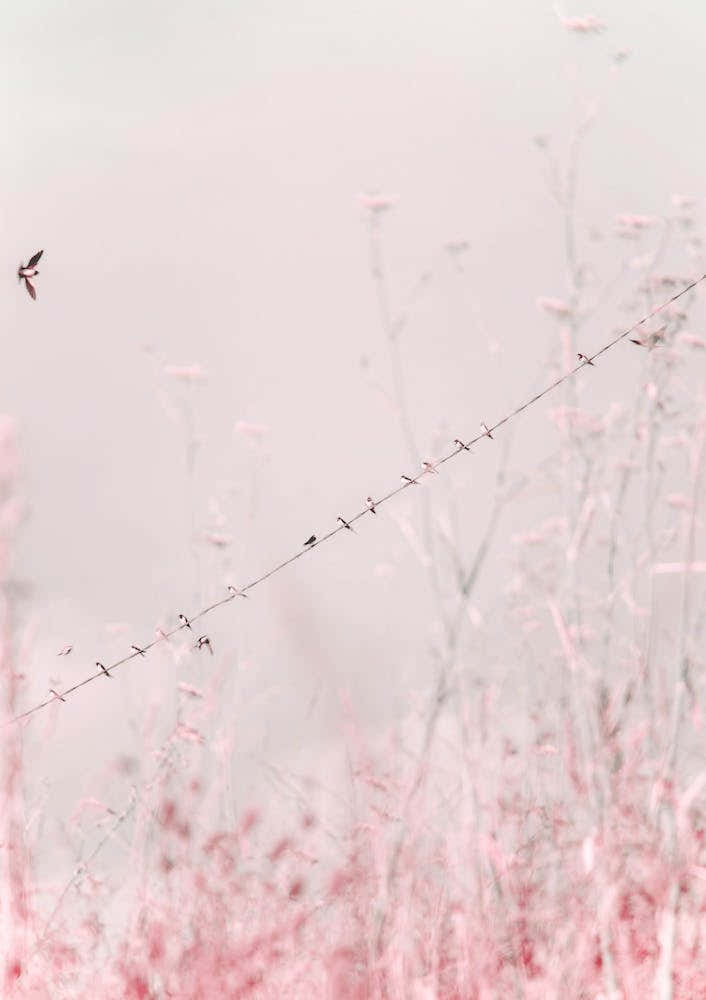 Birds on a Wire - Pink