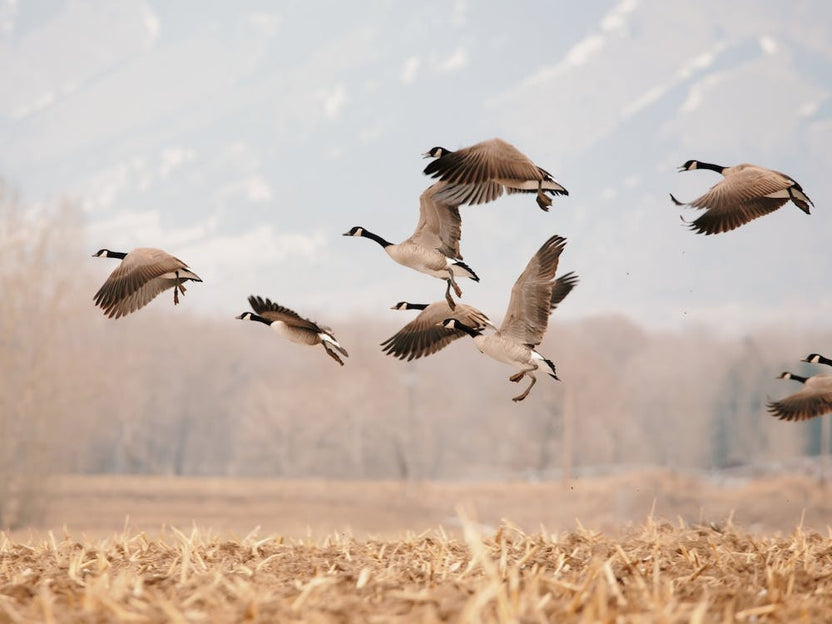 Canadian Goose Migration