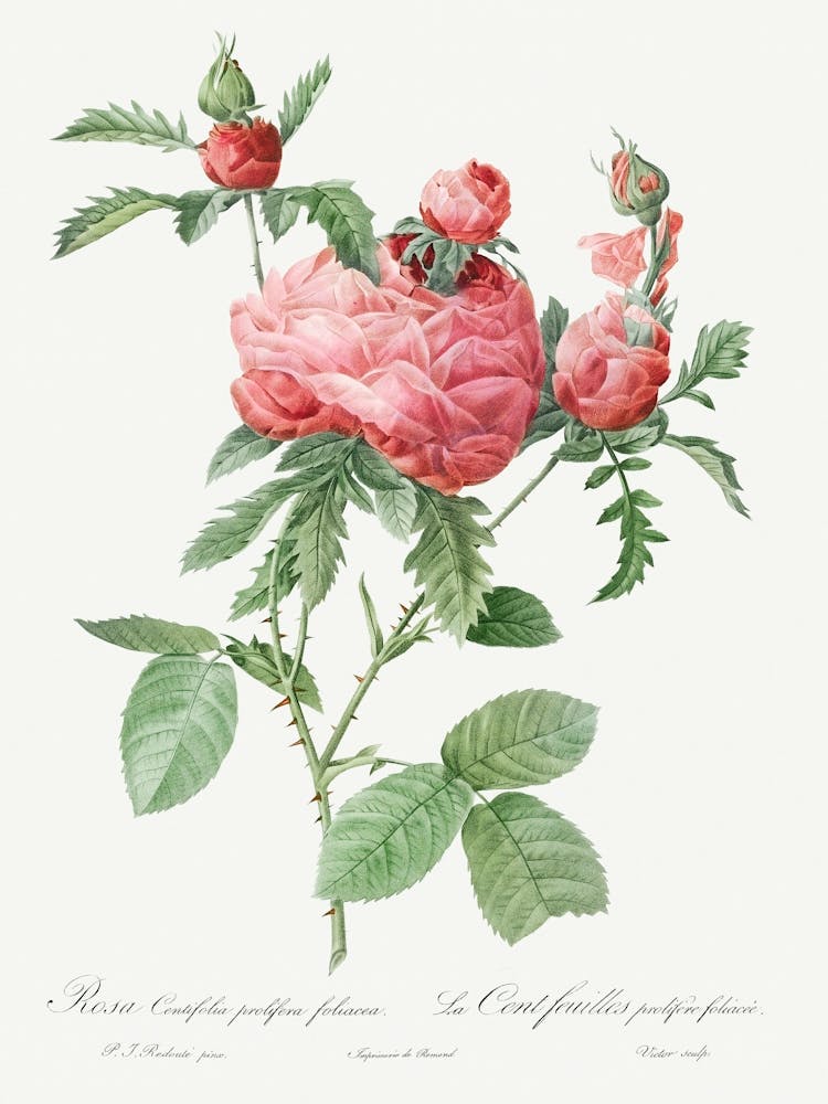 Cabbage Rose Bloom, Pierre Joseph Redoute