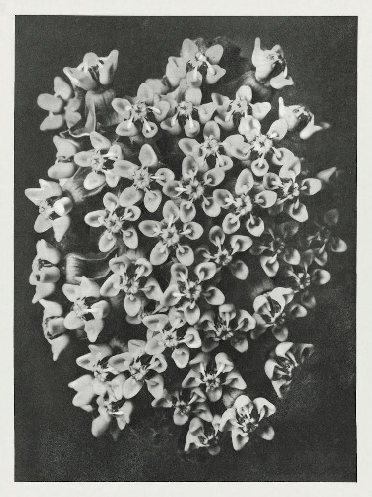 Swamp Milkweed (1928), Karl Blossfeldt