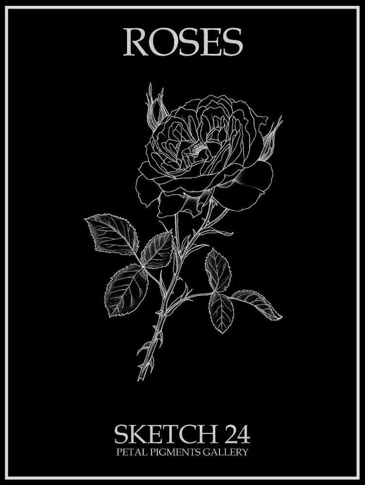 Roses Sketch 24 Poster Inverted