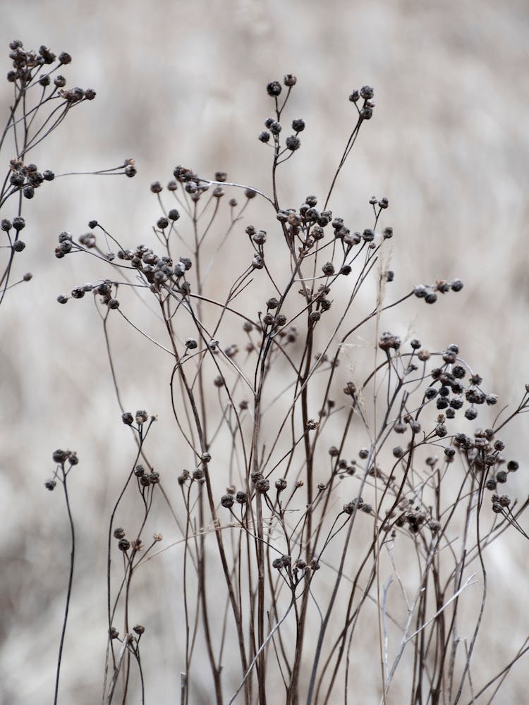 Flower Buds In The Beige Greige Golden Field 2