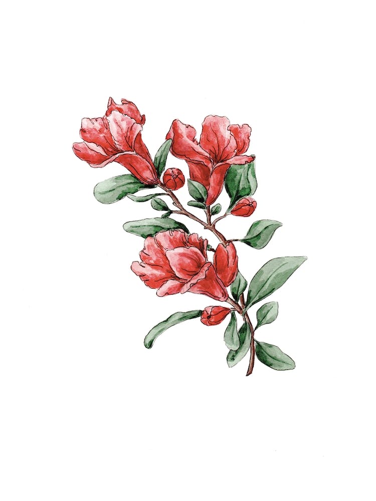 Vibrant Pomegranate Flower Watercolor Painting