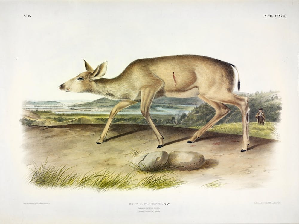 Black Tailed Deer, John James Audubon