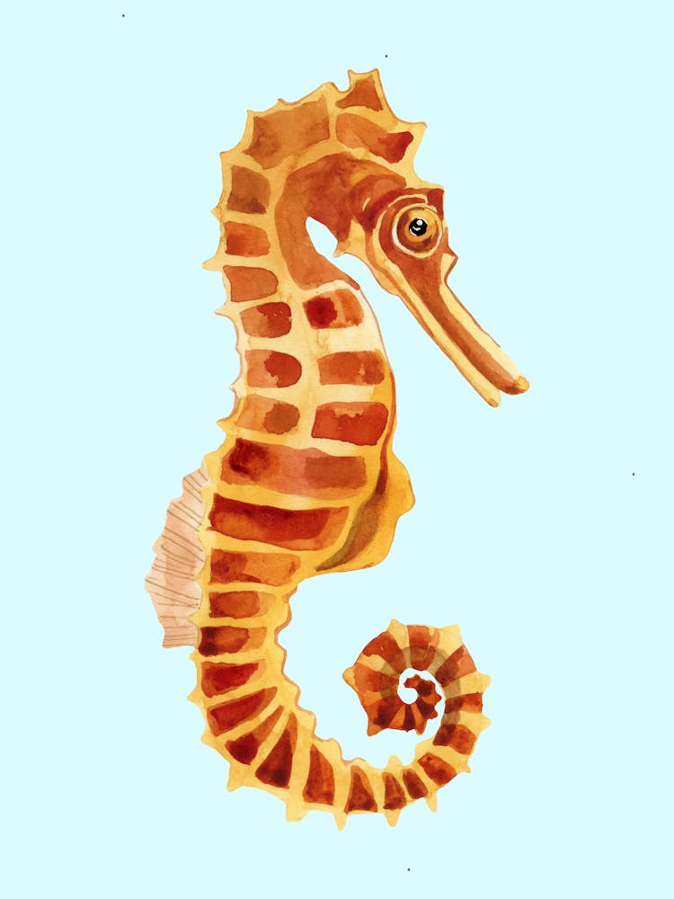 Seahorse