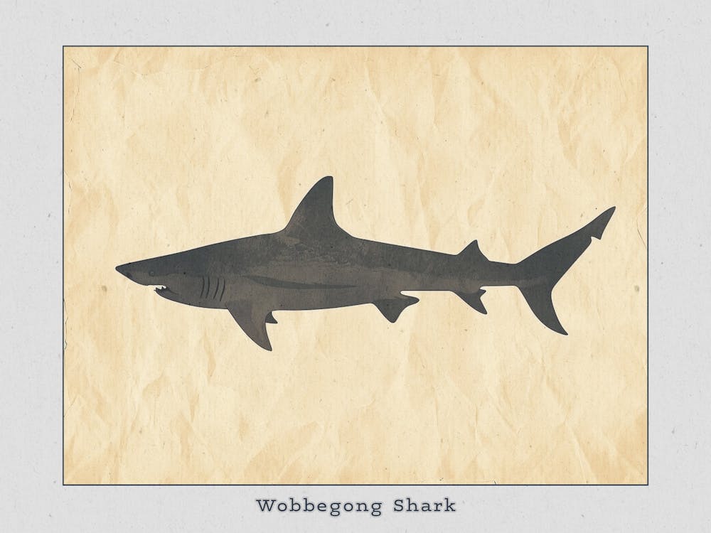Silhouette de Requin Wobbegong 1 Affiche