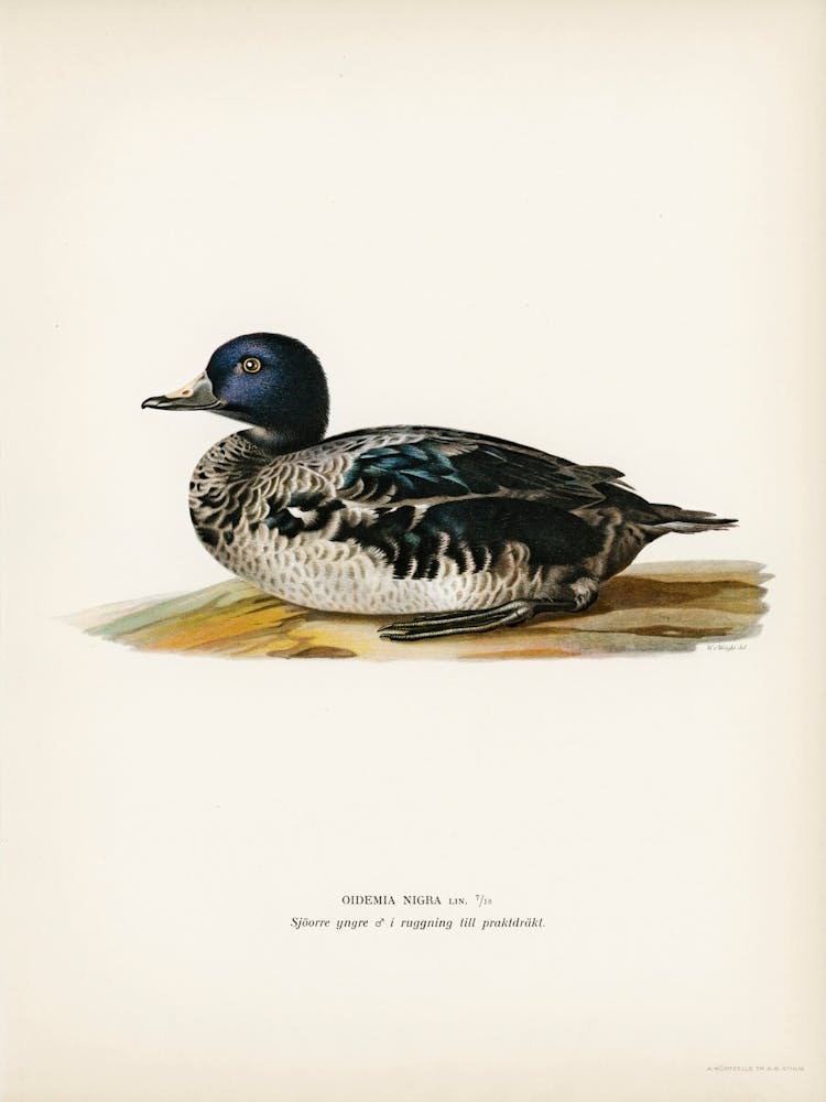 Black Scoter Male (Oidemia Nigra), The Von Wright Brothers