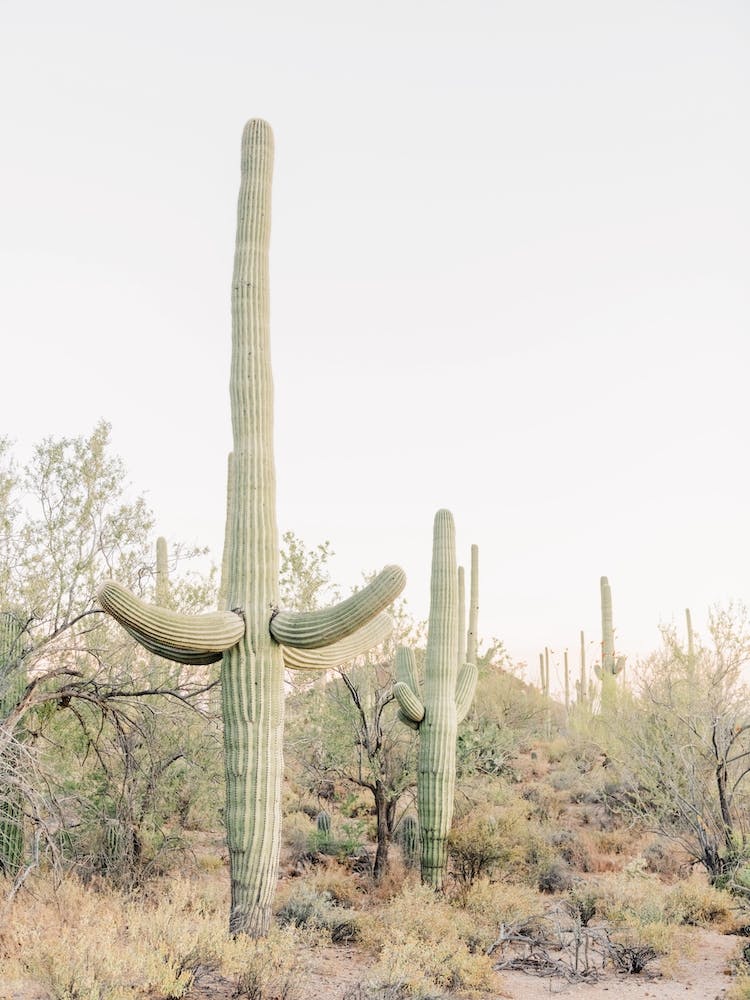 Saguaro Cactus