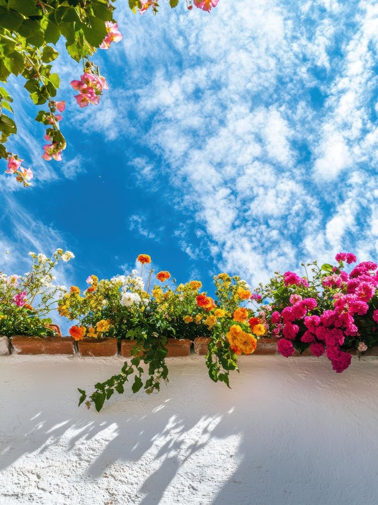 Sky And Flowers Photo