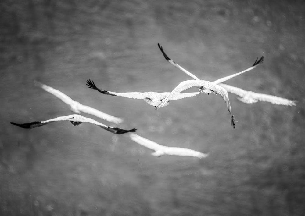 Flight And Freedom 01