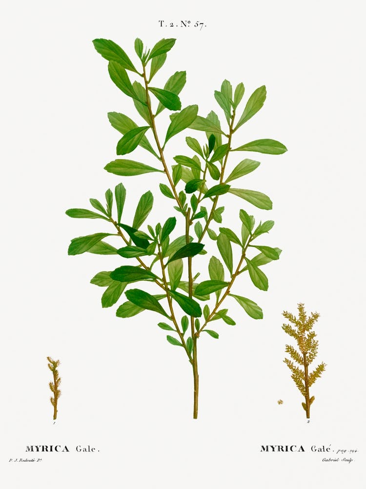 Bog Myrtle, Pierre Joseph Redoute