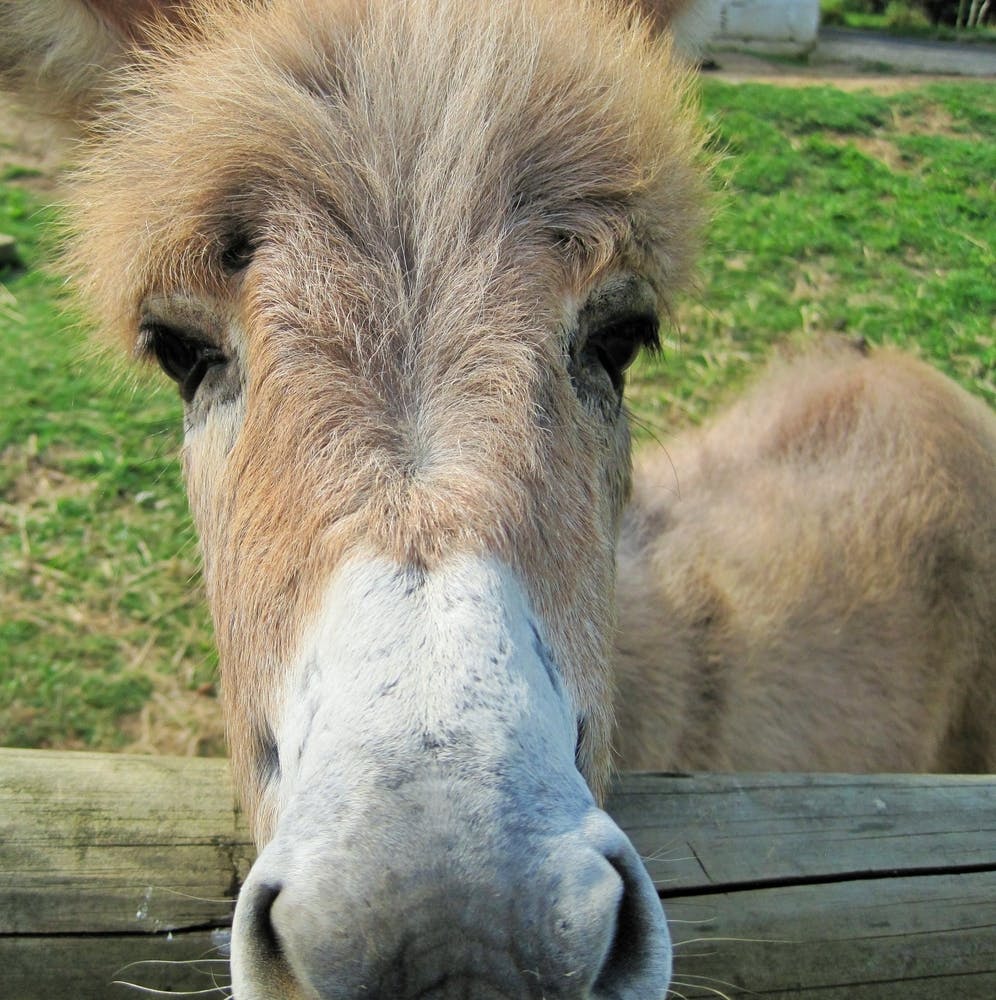 Donkey At The Zoo