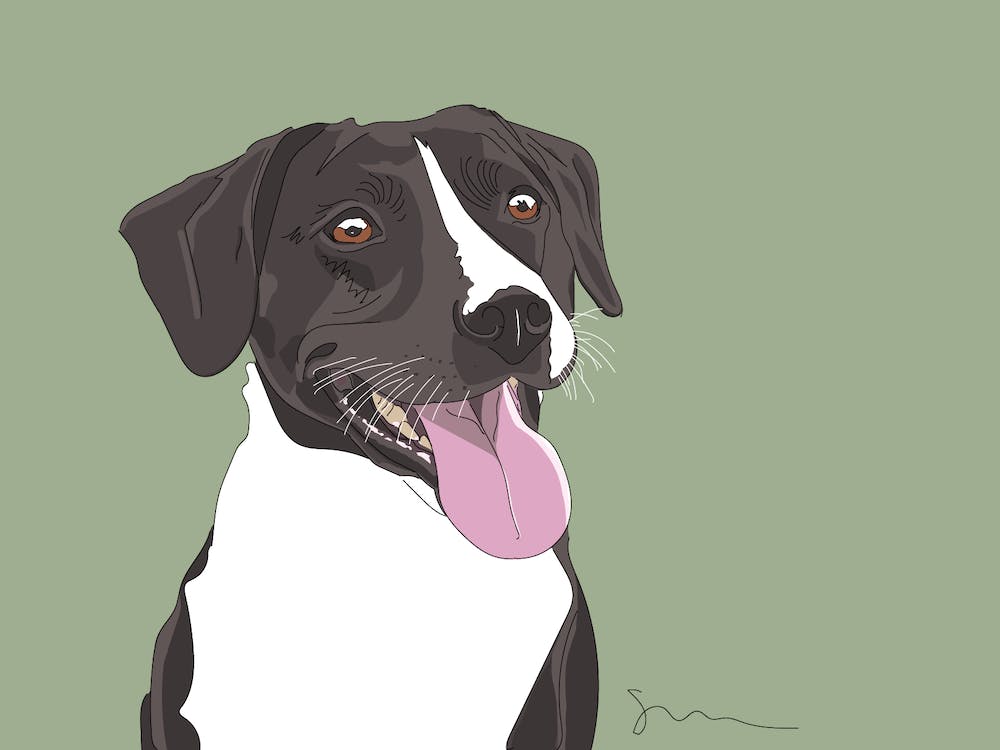 Schwarz-weißer Hund hechelnd
