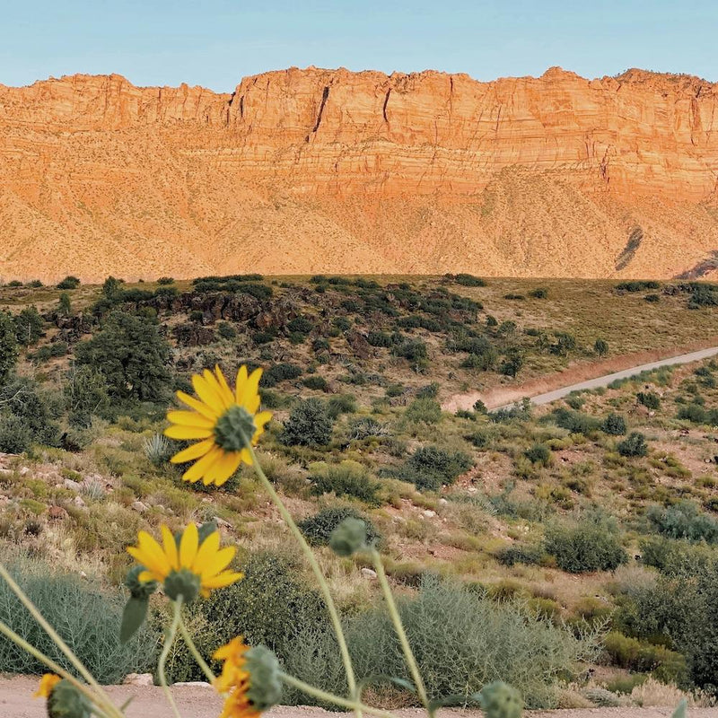 Desert Wildflower