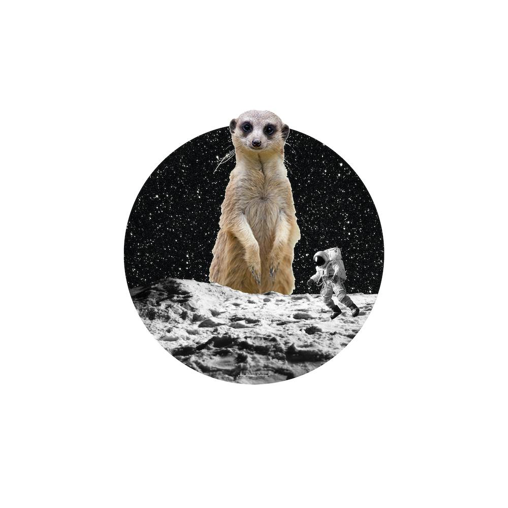 Meerkat Collage Square