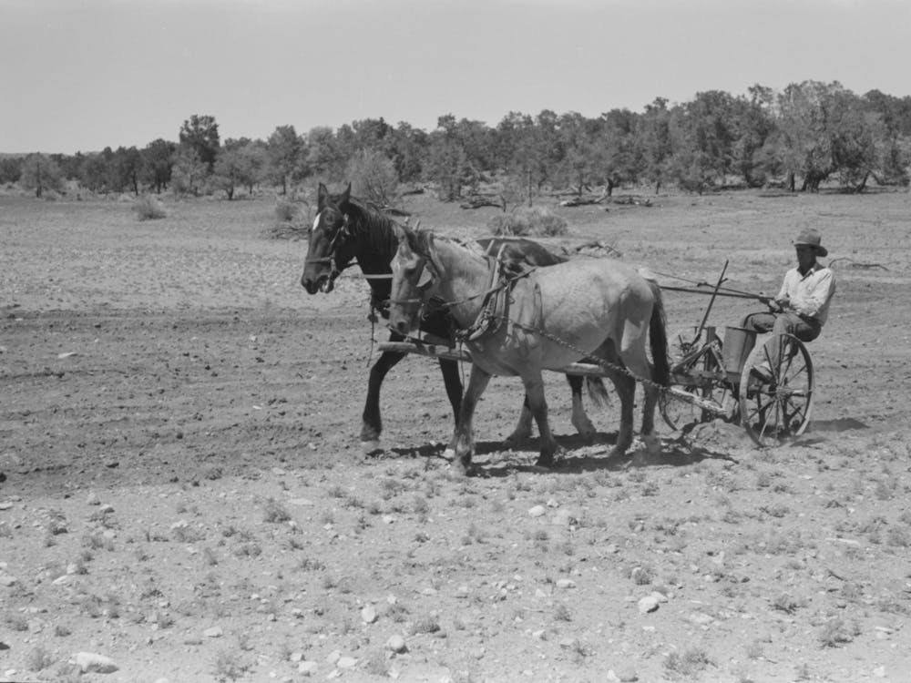 Untitled Photo, Possibly Related To Faro Caudill Planting Beans, Pie Town, New Mexico By Russell Lee