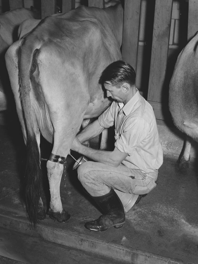Stripping Cow After Being Milked With Electric Milker, Mineral King Cooperative Farm, Tulare County, California By