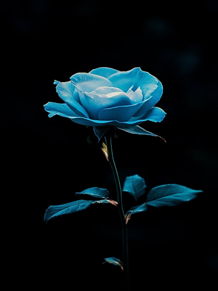 Blue Rose 1