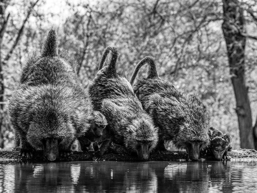 Baboons Drinking Water