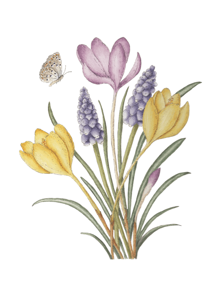 Crocuses and Muscari
